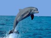 DELFIN